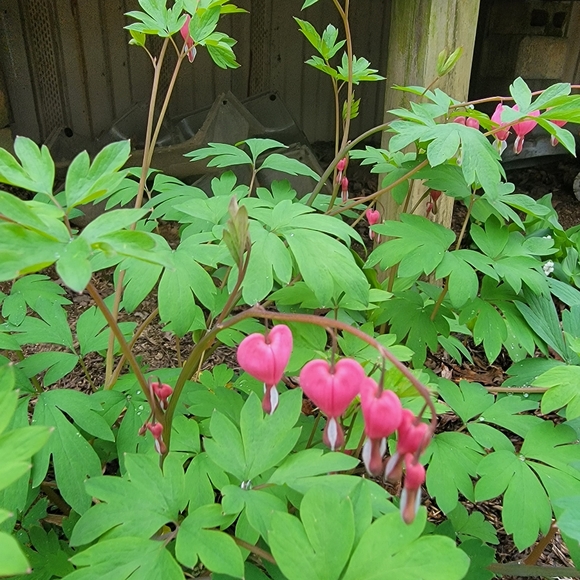 Meet your Posher, Trish - Picture 10 of 13